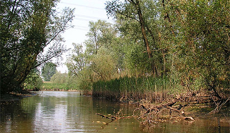 (Biesbosch)